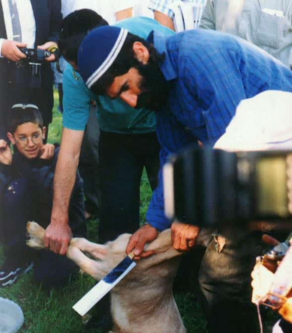 Is Animal Sacrifice a Modern Day Reality