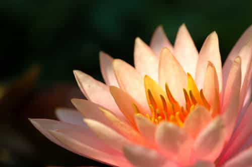The Seven Sins of ISKCON
