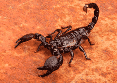 The Scorpion’s Sting